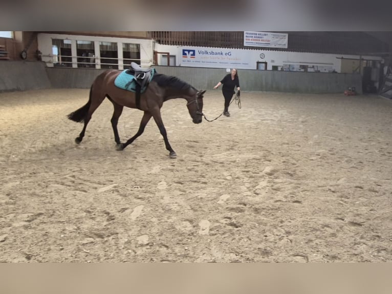 Hannover Giumenta 3 Anni 157 cm Baio in Bad Grund (Harz)Gittelde