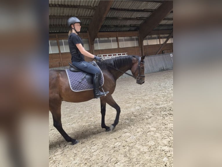 Hannover Giumenta 3 Anni 157 cm Baio in Bad Grund (Harz)Gittelde