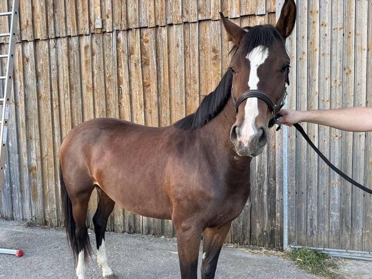 Hannover Giumenta 3 Anni 157 cm Baio scuro in Bad Waldsee