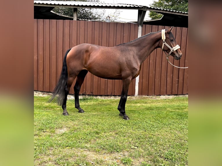 Hannover Giumenta 3 Anni 158 cm Baio in Hanerau-Hademarschen