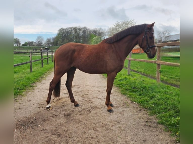 Hannover Giumenta 3 Anni 158 cm Sauro scuro in Langwedel