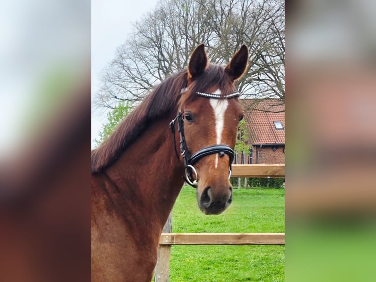 Hannover Giumenta 3 Anni 158 cm Sauro scuro in Langwedel