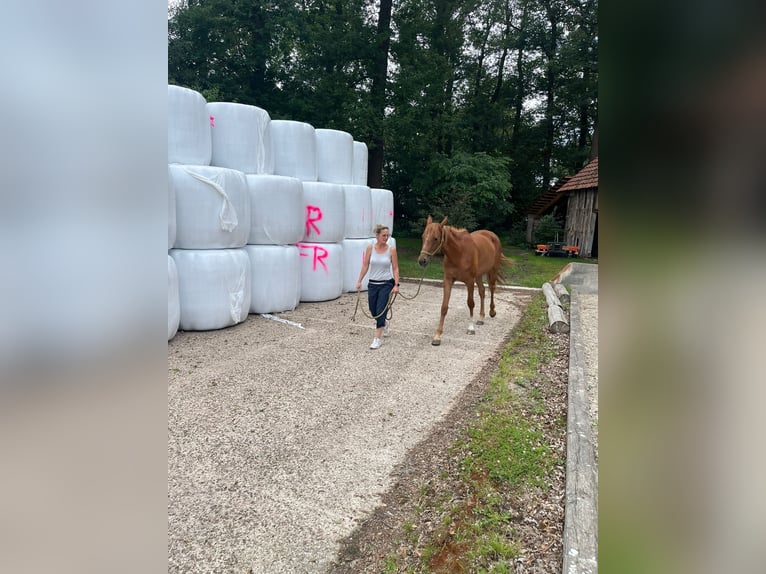 Hannover Giumenta 3 Anni 160 cm Sauro in Varrel