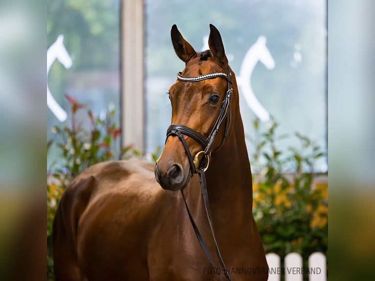 Hannover Giumenta 3 Anni 161 cm Baio in Verden