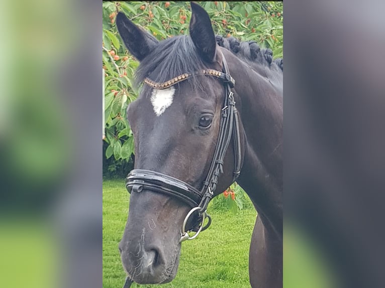 Hannover Giumenta 3 Anni 161 cm Baio nero in Dörverden