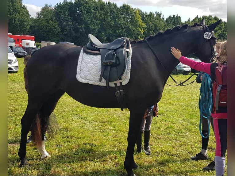 Hannover Giumenta 3 Anni 161 cm Baio nero in Dörverden