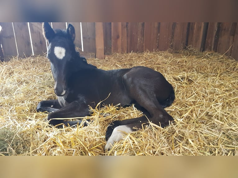 Hannover Giumenta 3 Anni 161 cm Baio nero in Dörverden