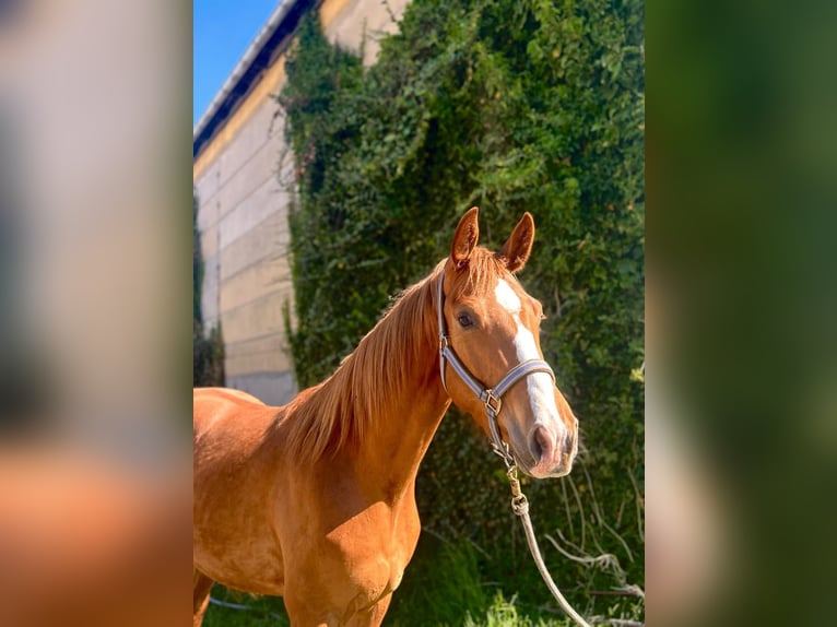 Hannover Giumenta 3 Anni 161 cm Sauro in Kubsch&#xFC;tz