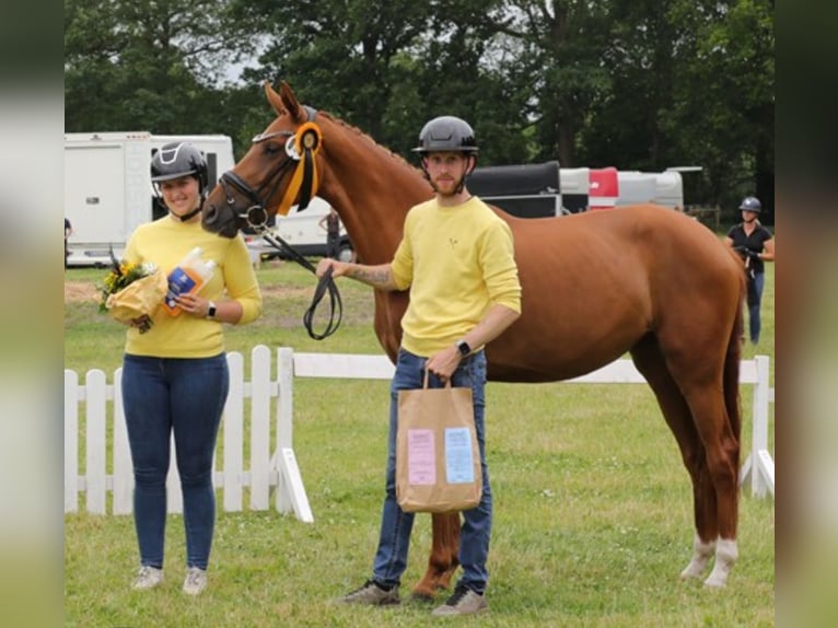 Hannover Giumenta 3 Anni 161 cm Sauro in K&#xF6;lln Reisiek