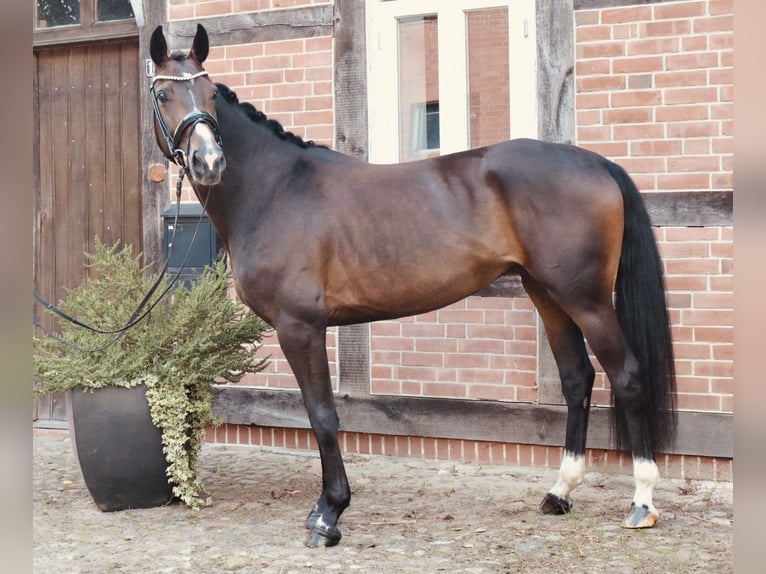 Hannover Giumenta 3 Anni 162 cm Baio in Bomlitz