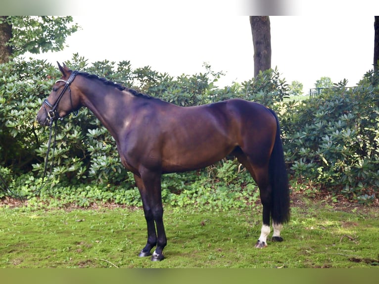 Hannover Giumenta 3 Anni 162 cm Baio in Bomlitz