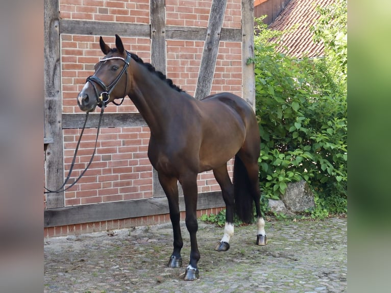 Hannover Giumenta 3 Anni 162 cm Baio in Bomlitz