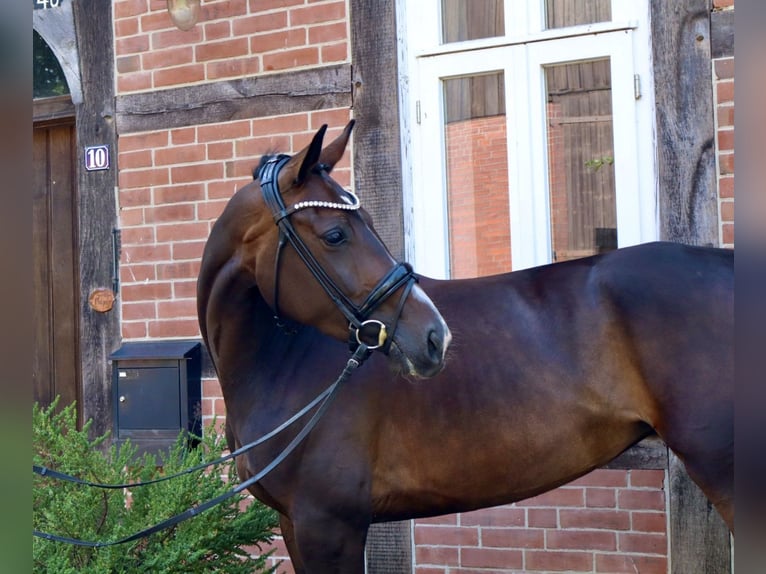 Hannover Giumenta 3 Anni 162 cm Baio in Bomlitz