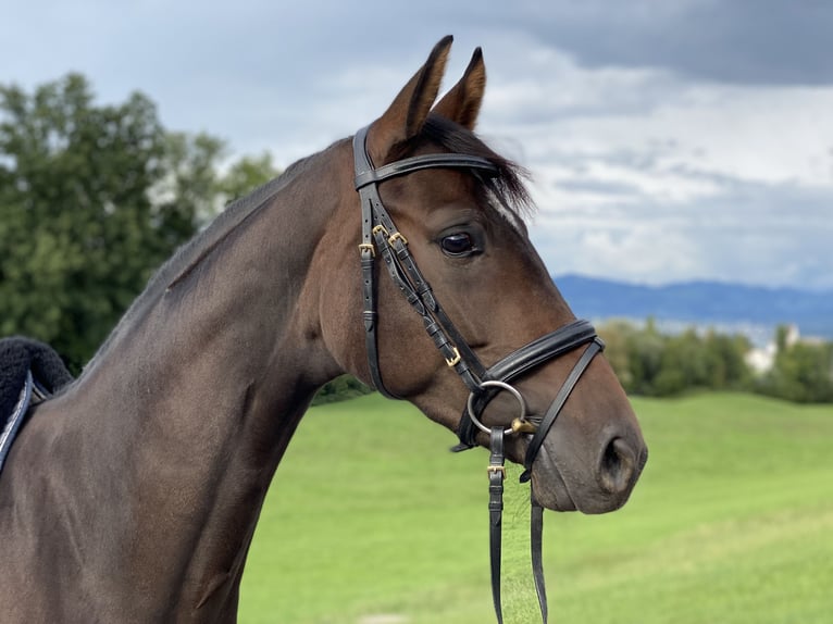 Hannover Giumenta 3 Anni 162 cm Baio in Wilen-Wollerau