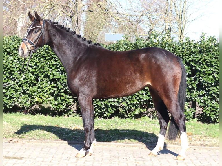 Hannover Giumenta 3 Anni 162 cm Baio scuro in Selsingen