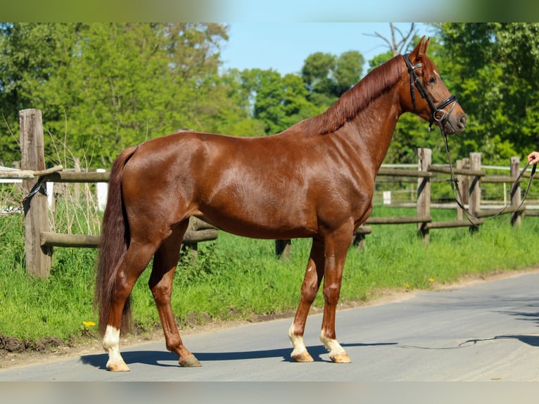 Hannover Giumenta 3 Anni 162 cm Sauro scuro in Hilden