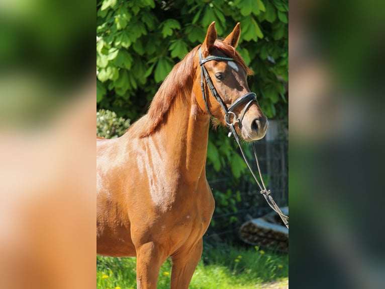 Hannover Giumenta 3 Anni 162 cm Sauro scuro in Hilden