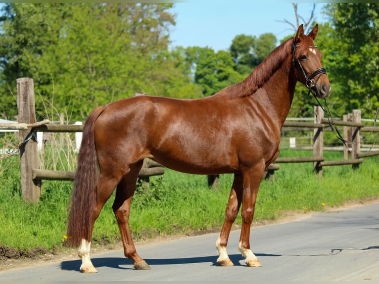 Hannover Giumenta 3 Anni 162 cm Sauro scuro in Hilden