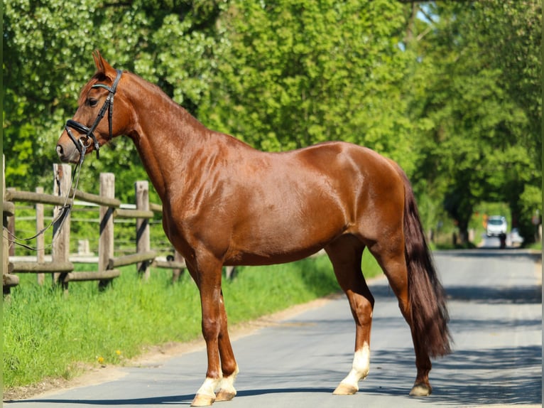 Hannover Giumenta 3 Anni 162 cm Sauro scuro in Hilden