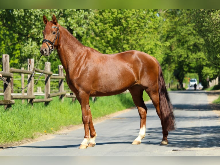 Hannover Giumenta 3 Anni 162 cm Sauro scuro in Hilden