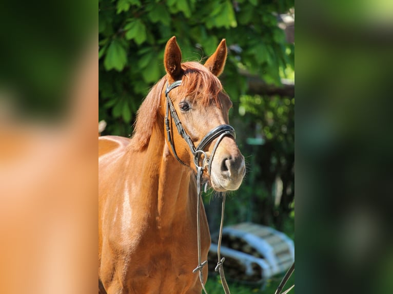 Hannover Giumenta 3 Anni 162 cm Sauro scuro in Hilden