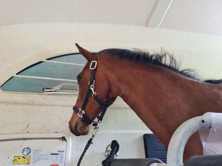 Hannover Giumenta 3 Anni 163 cm Baio in K&#xFC;rten