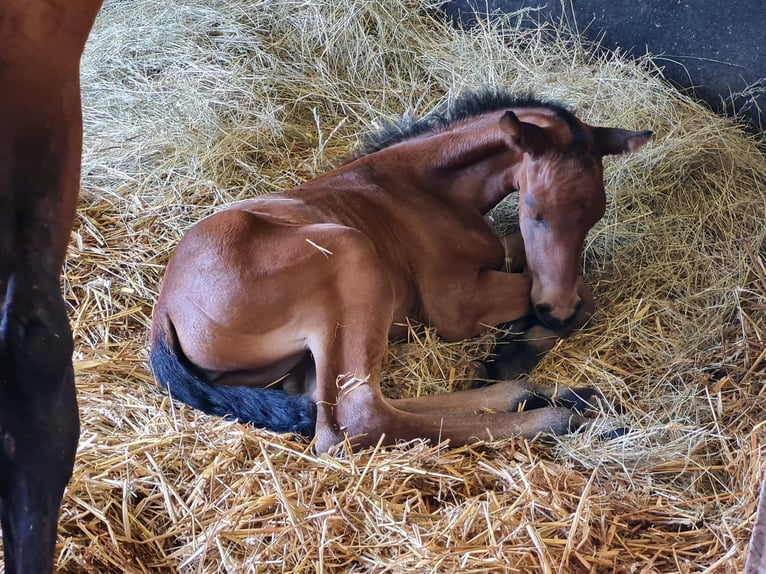 Hannover Giumenta 3 Anni 163 cm Baio in K&#xFC;rten