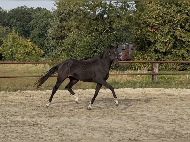 Hannover Giumenta 3 Anni 163 cm Baio scuro in Tiddische