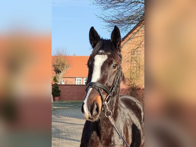 Hannover Giumenta 3 Anni 163 cm Baio scuro in Prietzen