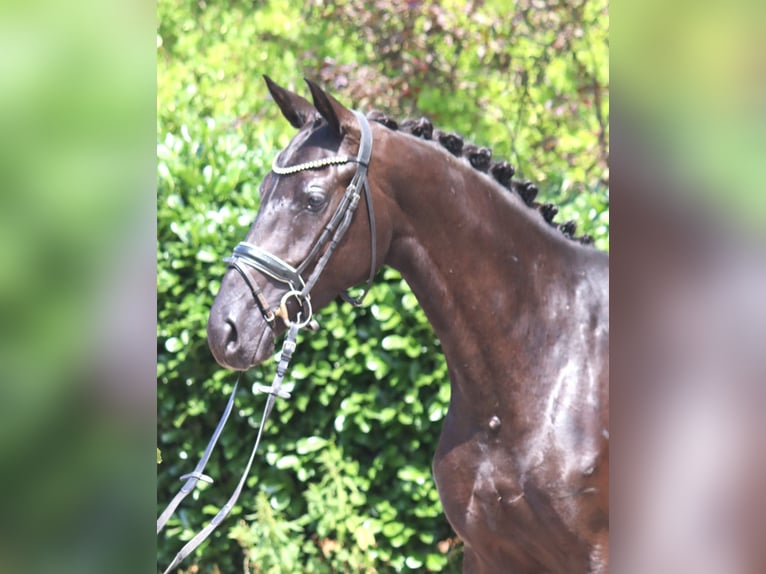 Hannover Giumenta 3 Anni 163 cm Morello in Selsingen