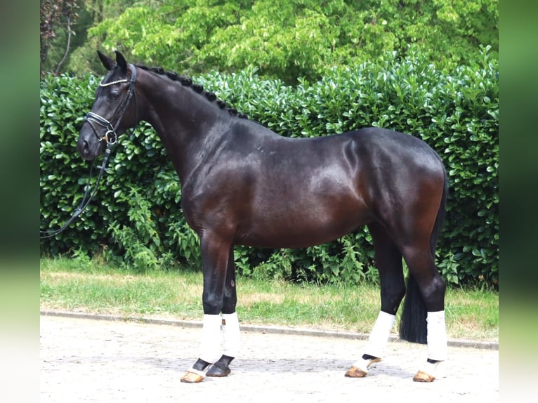 Hannover Giumenta 3 Anni 163 cm Morello in Selsingen