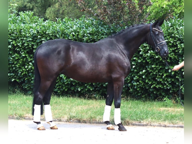 Hannover Giumenta 3 Anni 163 cm Morello in Selsingen