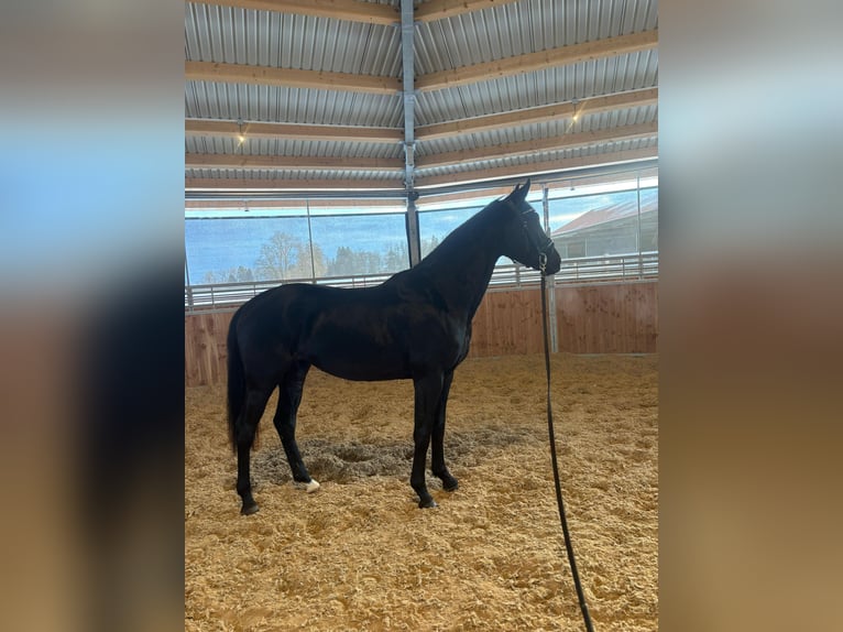 Hannover Giumenta 3 Anni 163 cm Morello in Gilching