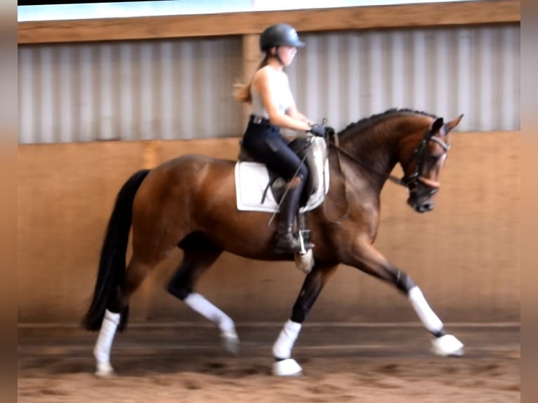 Hannover Giumenta 3 Anni 164 cm Baio in Fredenbeck