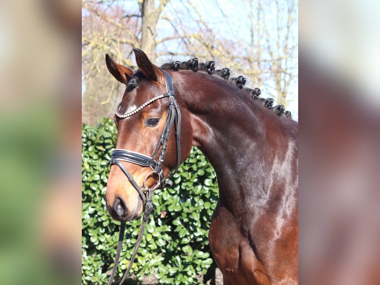 Hannover Giumenta 3 Anni 164 cm Baio in Selsingen