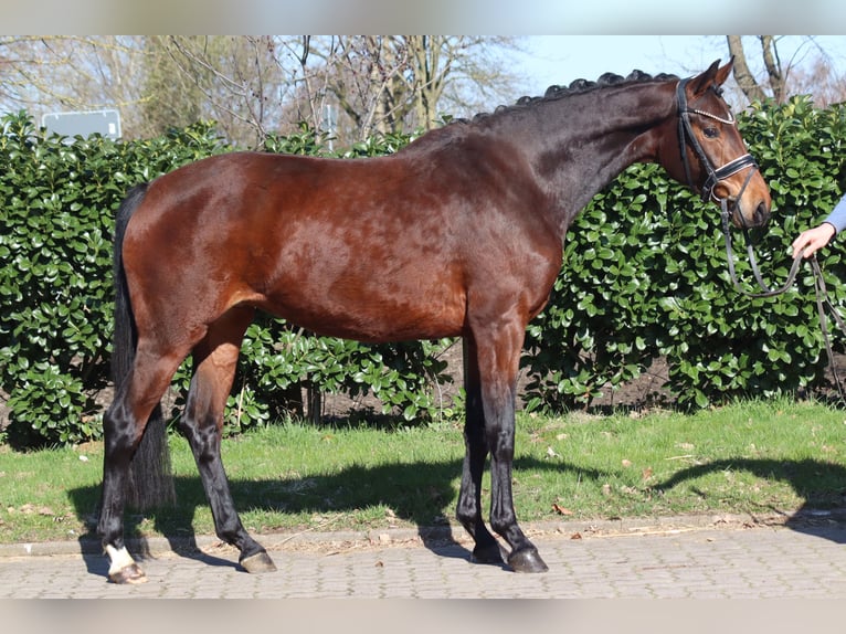 Hannover Giumenta 3 Anni 164 cm Baio in Selsingen