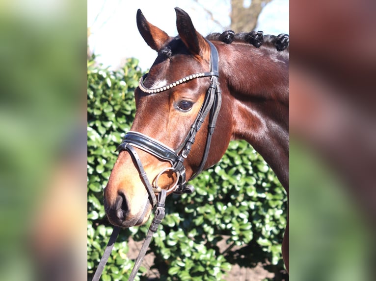 Hannover Giumenta 3 Anni 164 cm Baio in Selsingen