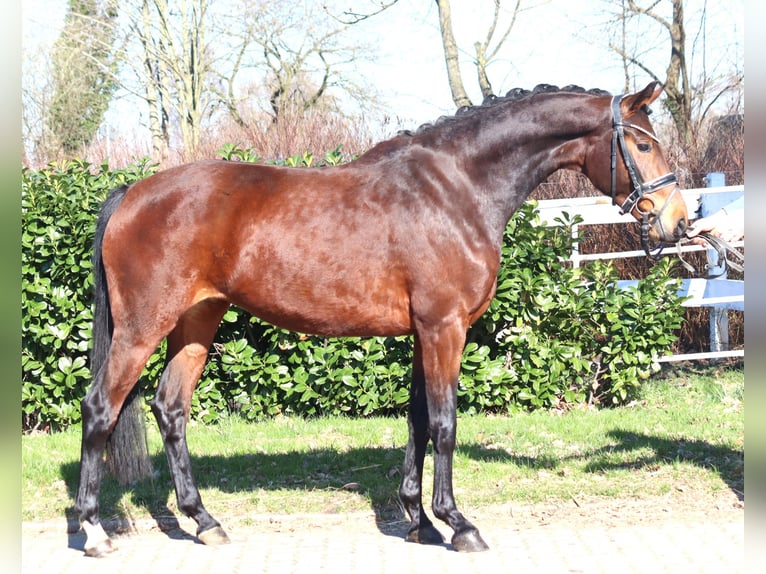 Hannover Giumenta 3 Anni 164 cm Baio in Selsingen