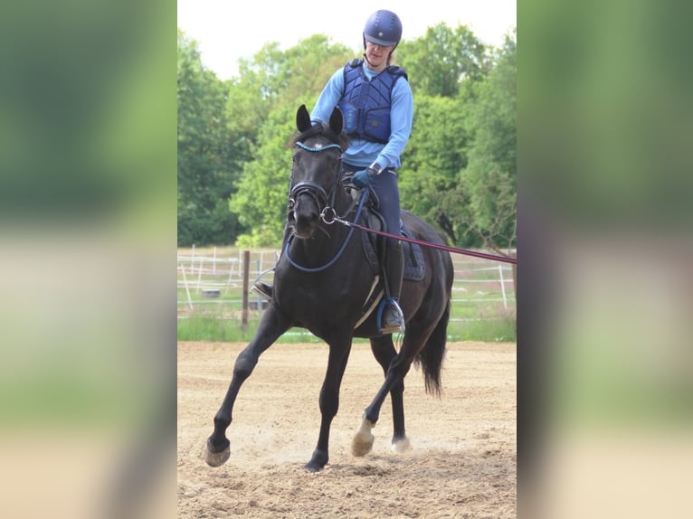 Hannover Giumenta 3 Anni 164 cm Morello in L&#xFC;btheen