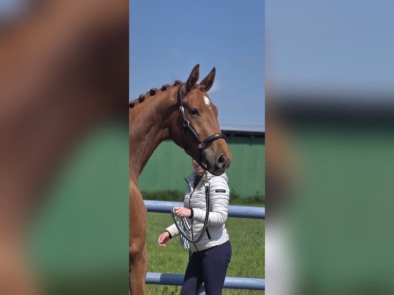 Hannover Giumenta 3 Anni 164 cm Sauro in Bremerv&#xF6;rde