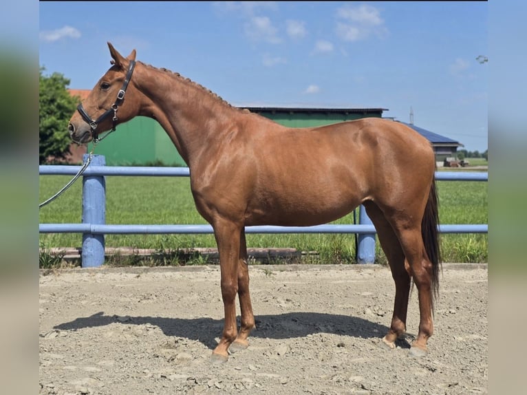Hannover Giumenta 3 Anni 164 cm Sauro in Bremerv&#xF6;rde