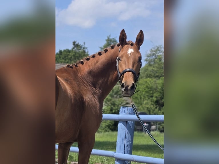 Hannover Giumenta 3 Anni 164 cm Sauro in Bremerv&#xF6;rde