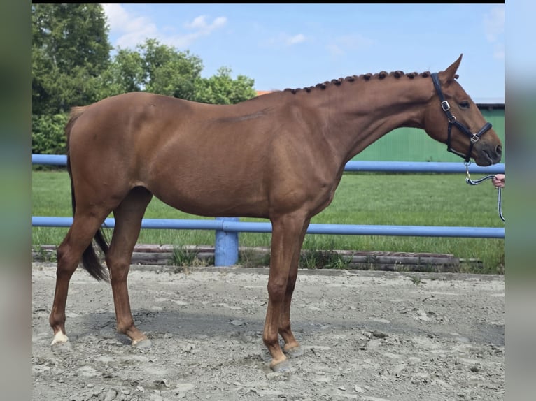 Hannover Giumenta 3 Anni 164 cm Sauro in Bremerv&#xF6;rde