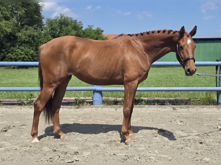Hannover Giumenta 3 Anni 164 cm Sauro in Bremerv&#xF6;rde