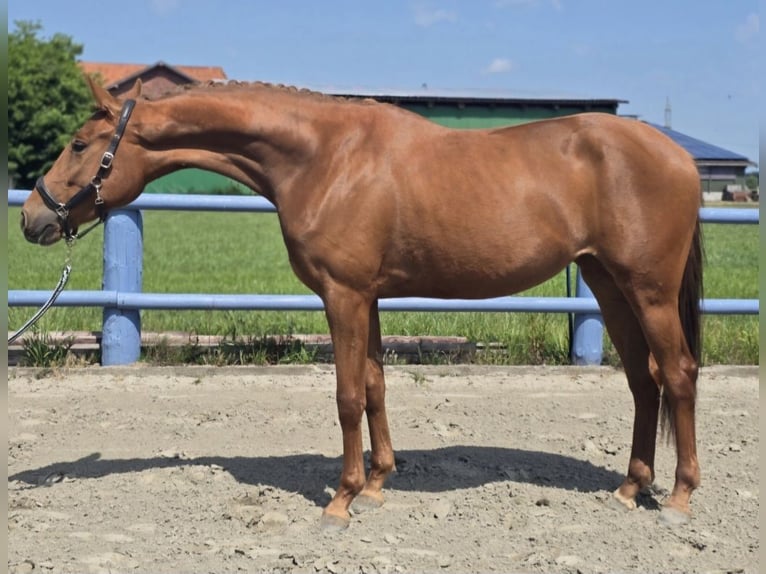 Hannover Giumenta 3 Anni 164 cm Sauro in Bremerv&#xF6;rde