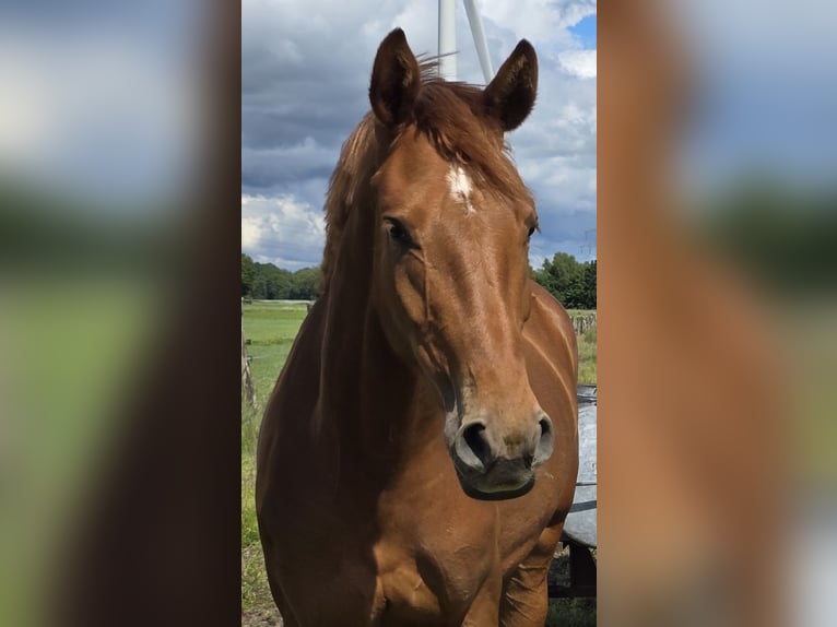 Hannover Giumenta 3 Anni 164 cm Sauro in Bremerv&#xF6;rde