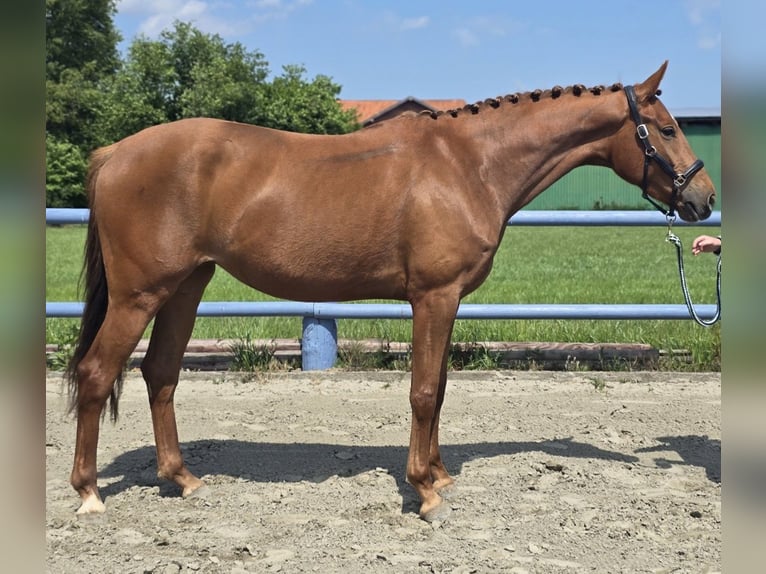 Hannover Giumenta 3 Anni 164 cm Sauro in Bremerv&#xF6;rde
