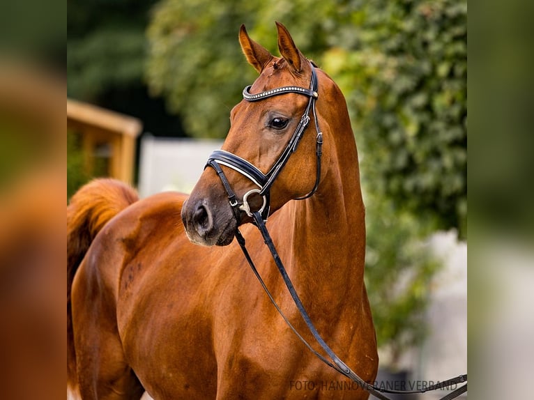 Hannover Giumenta 3 Anni 164 cm Sauro scuro in Verden