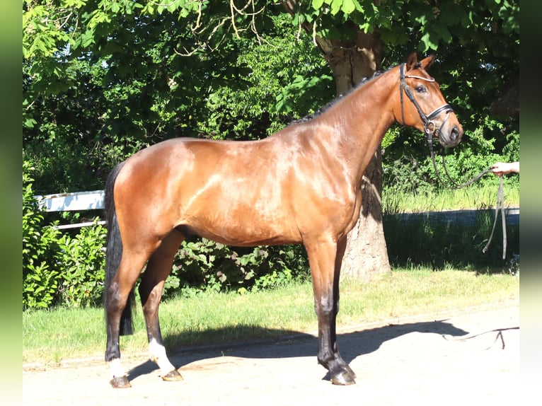 Hannover Giumenta 3 Anni 165 cm Baio in Selsingen