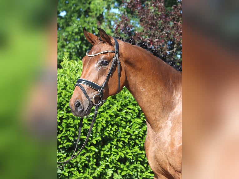 Hannover Giumenta 3 Anni 165 cm Baio in Selsingen